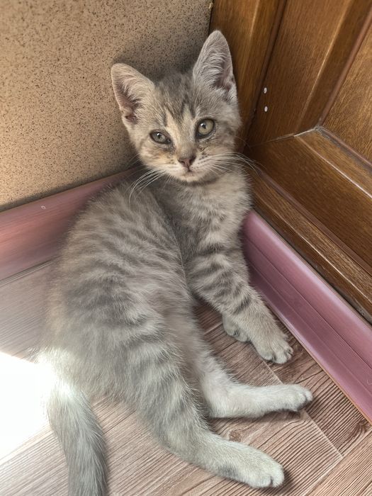 отдам котенка в добрые руки!