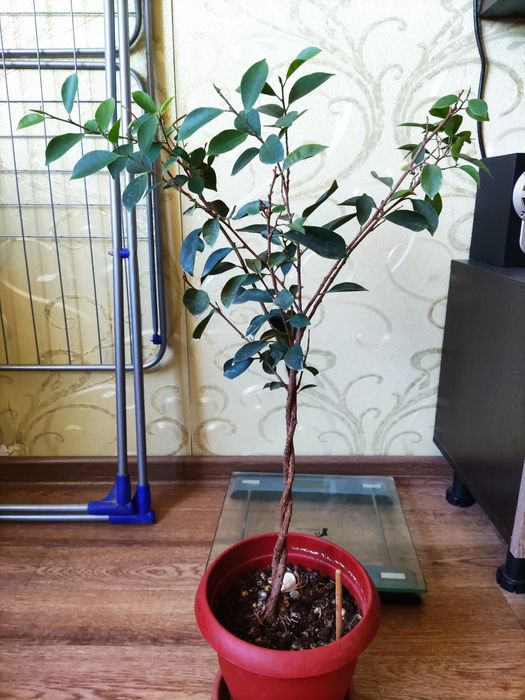 Фикус Бенджамин в горшке