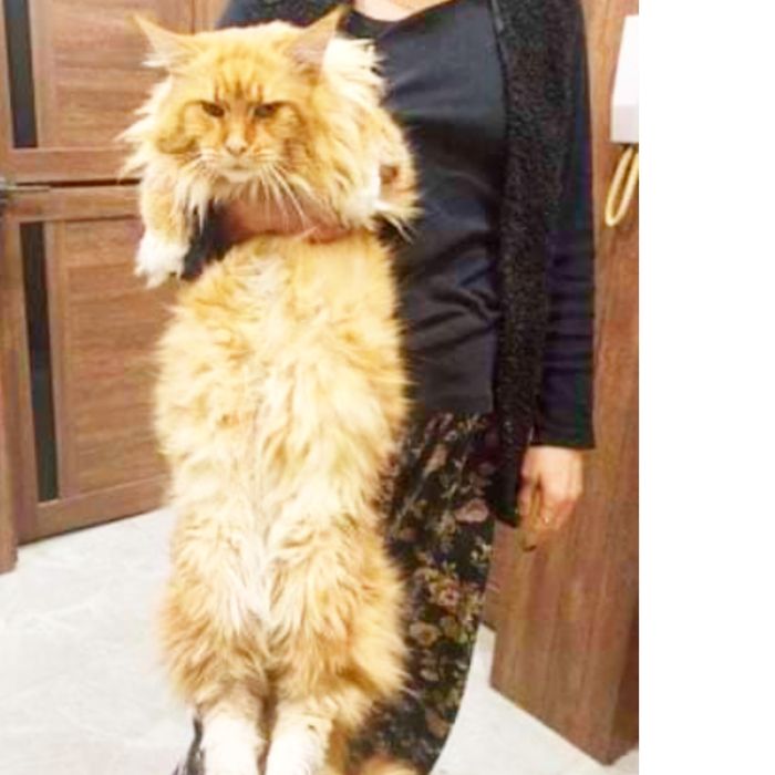 Девочка мейнкун с родословной