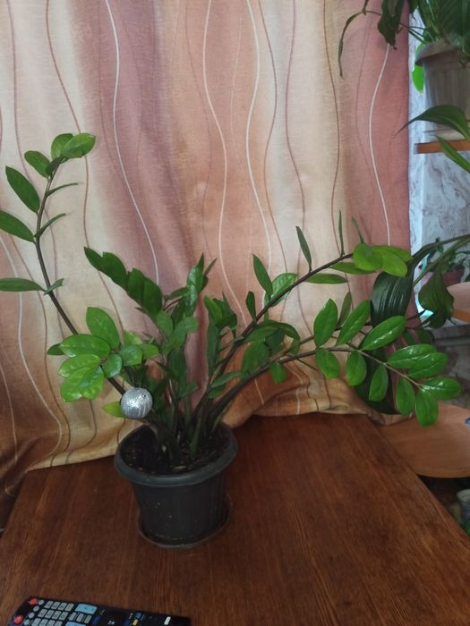 Продам  молодое долларовое дерево!