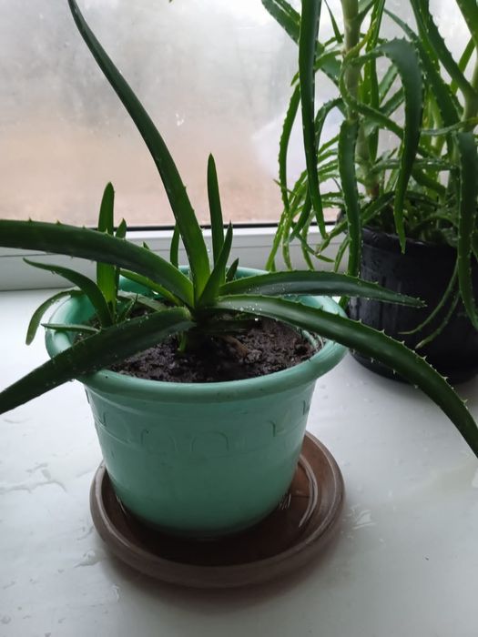 Алоэ вера и алое лечебное