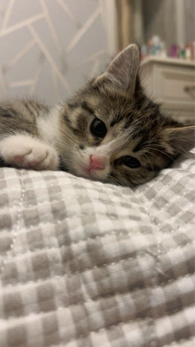 котенок в добрые руки