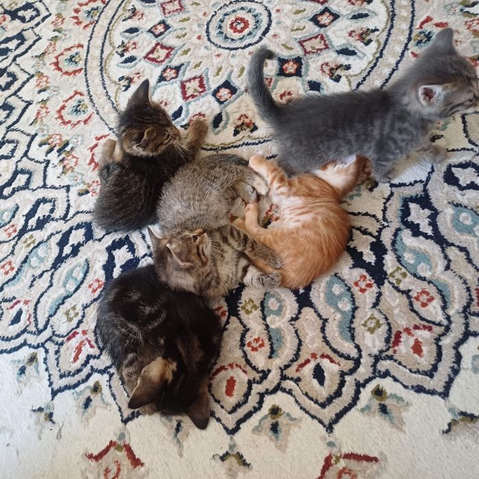 Котята в добрые руки