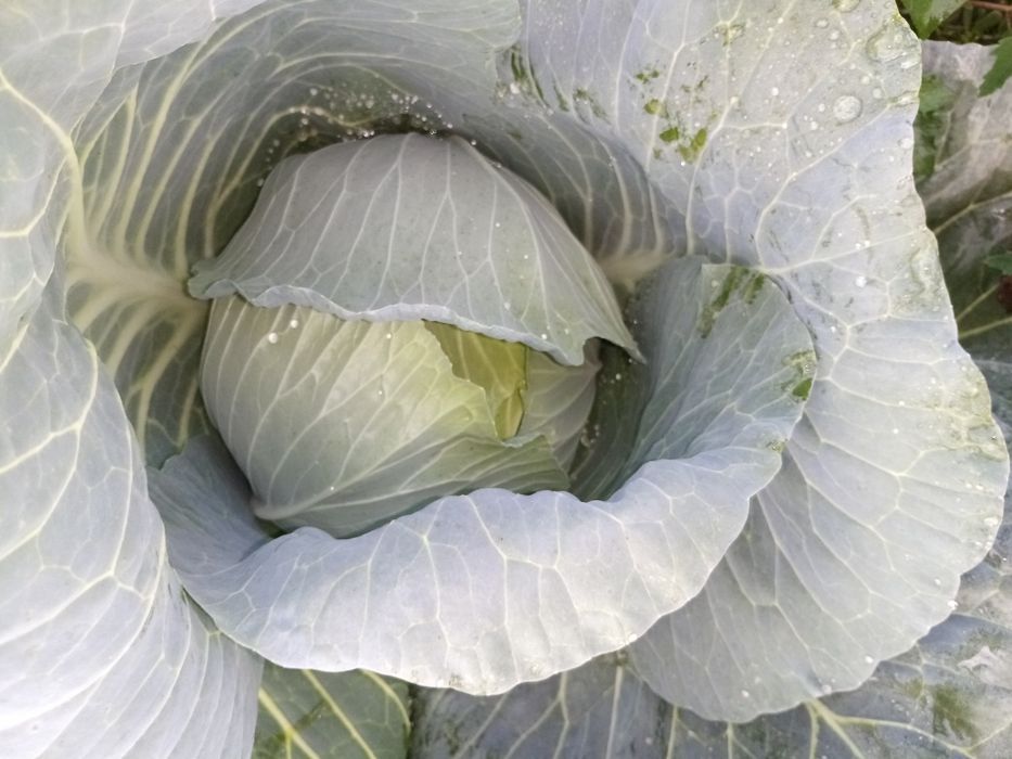 Varză Beverly Hills