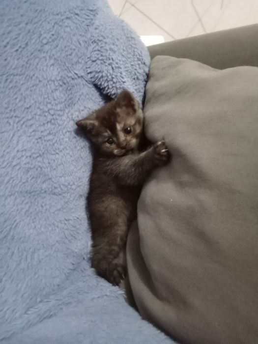 Отдам котят в хорошие руки