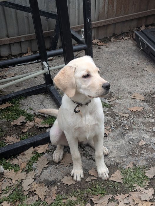 Продам щенка лабрадора девочку (метис)