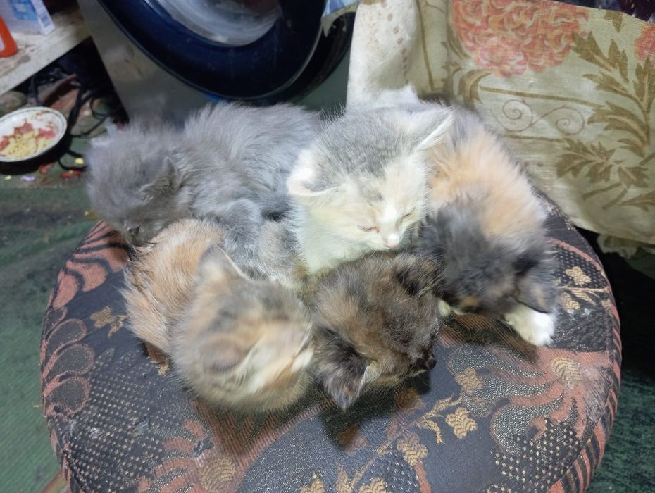 Отдам котят даром,