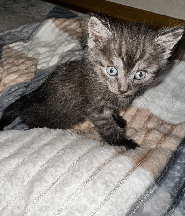 Котята бесплатно в добрые руки