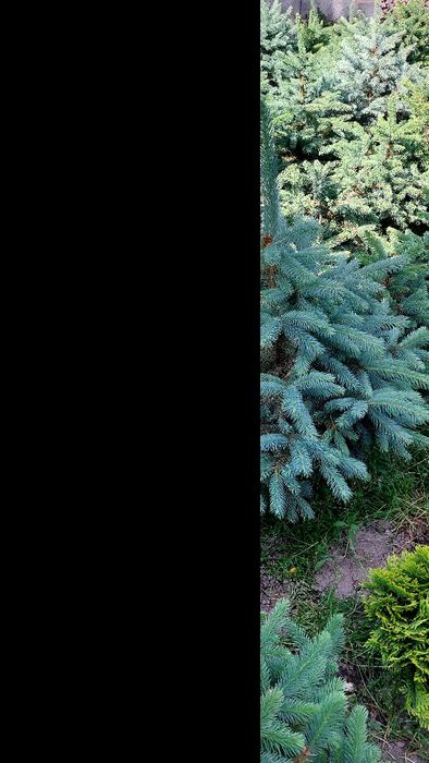 Хвойные растения для сада: голубая ель, туя, можжевельник.