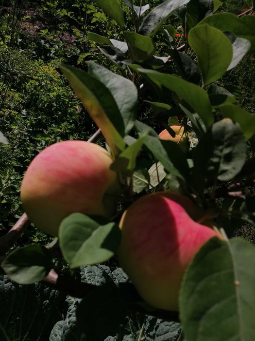 Продам дачу в обществе Мичуринец