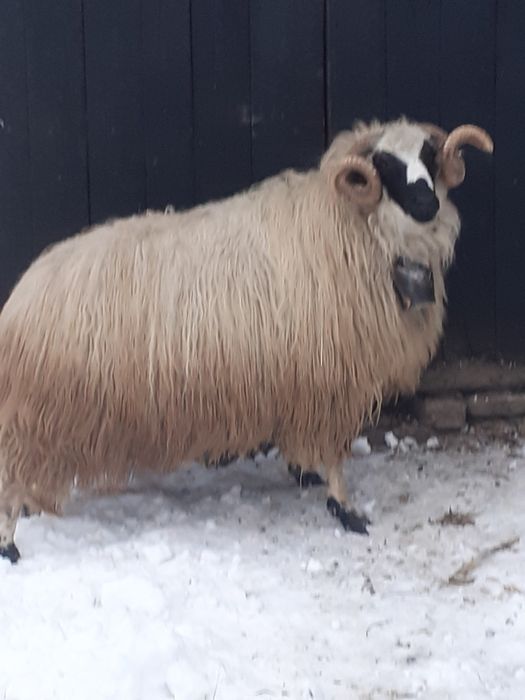 Vând Berbec Breaz 2 ani