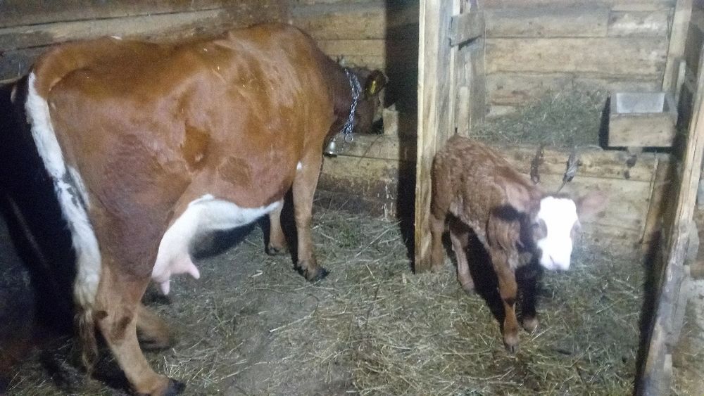 Vind  vaca cu vițel