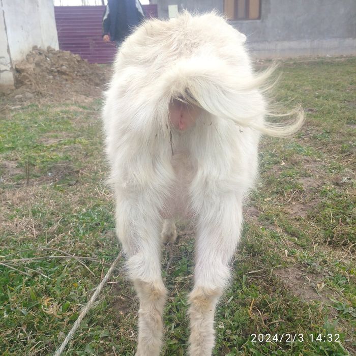 Rasiski echki 2 bugaz echki