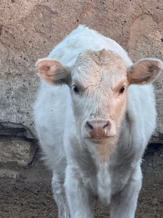 Сатылады подсос еркек