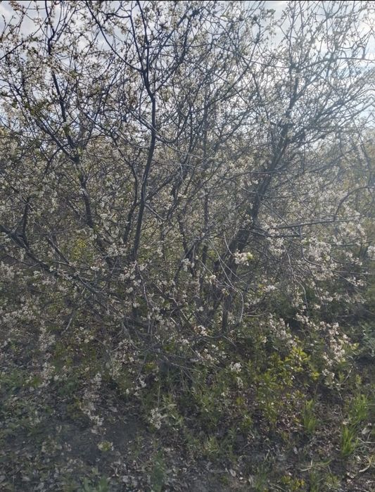 Дача на Бугарках