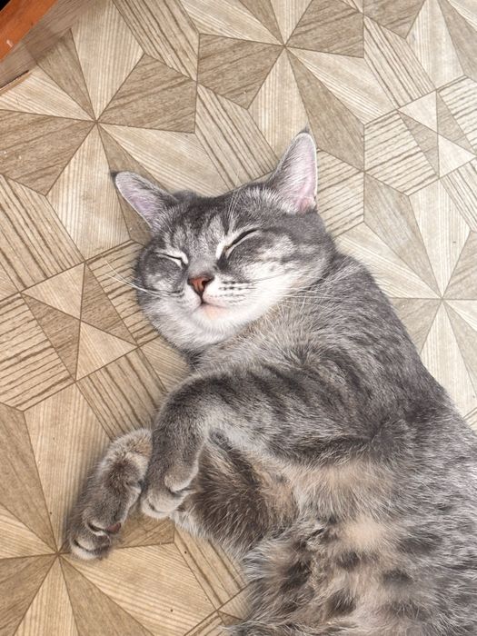 Отдам кошек в добрые руки