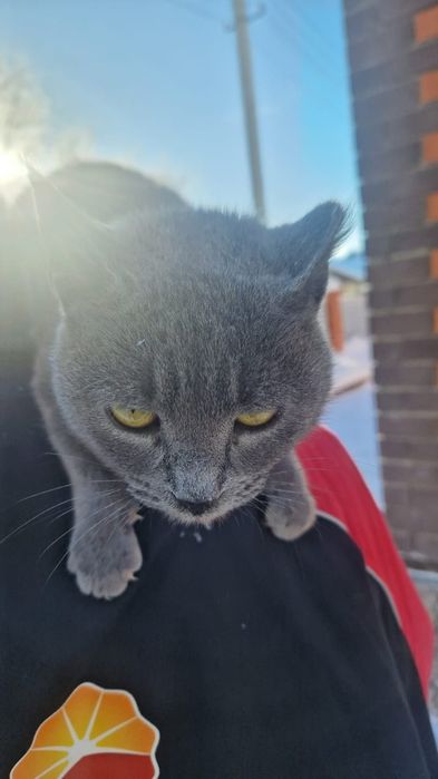 Животные домашние ,бесплатно потеряшка