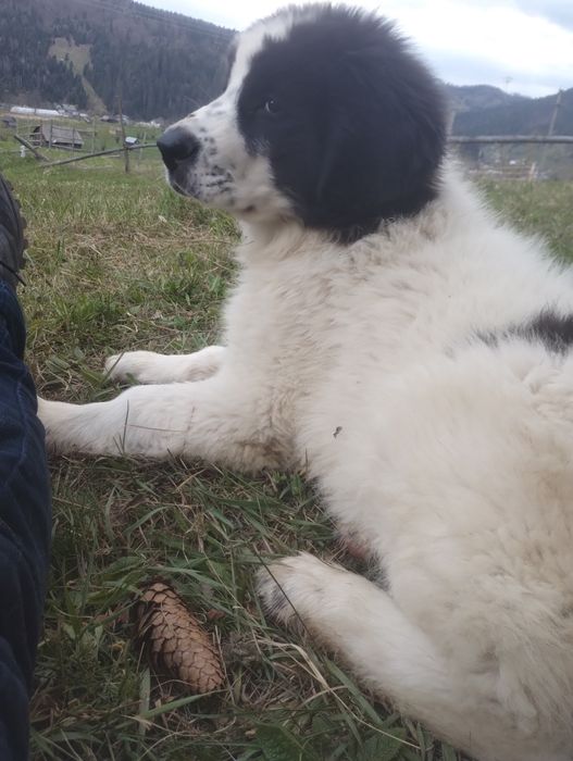Ciobanesc de Bucovina femela