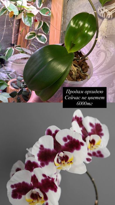 Продам орхидеи не цветущие
