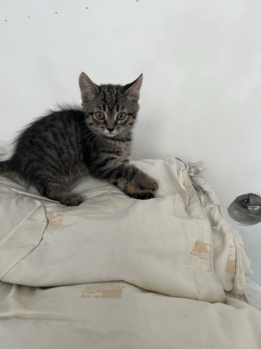 Отдам в хорошие руки