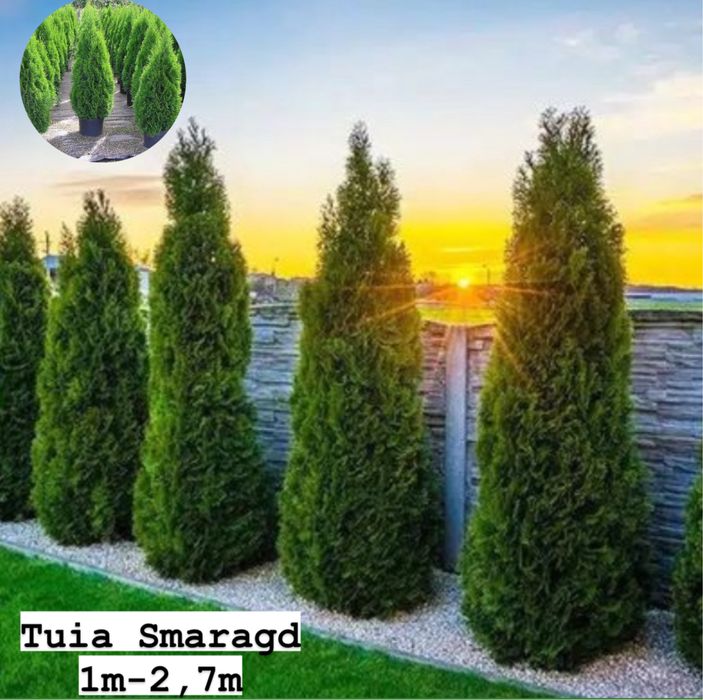Vând plante ornamentale