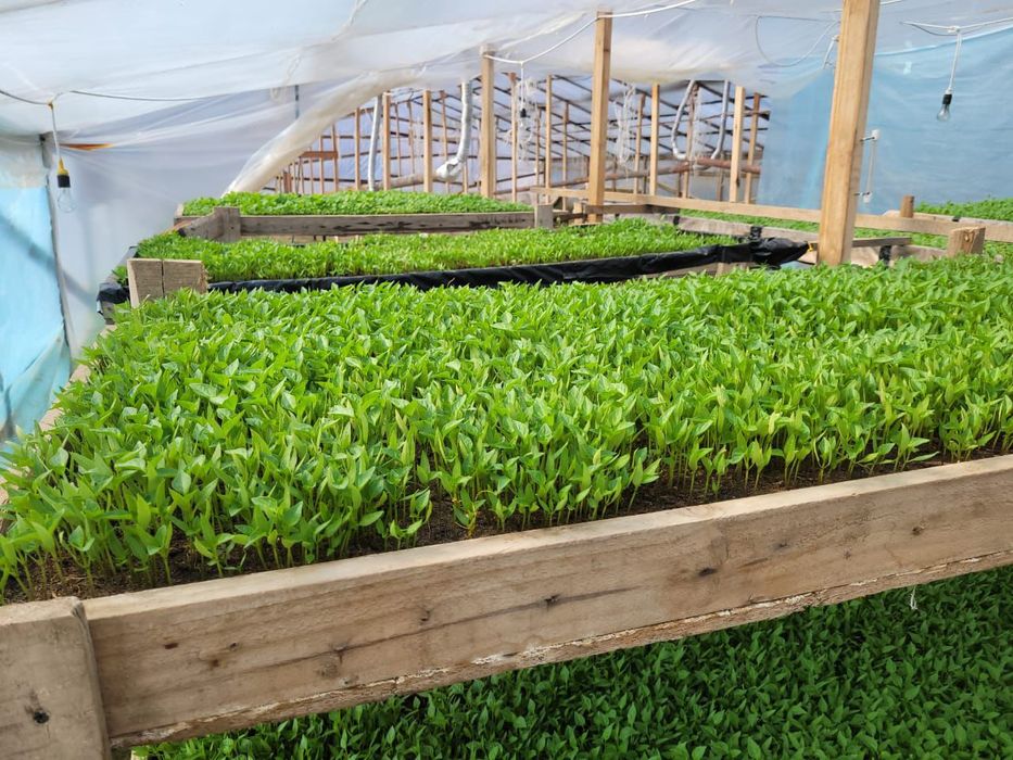 Перец памидор арбуз