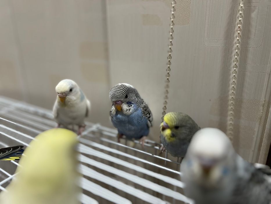 Qushlar Valnisti волнистый попугай valnistiy to’tiqush под чех