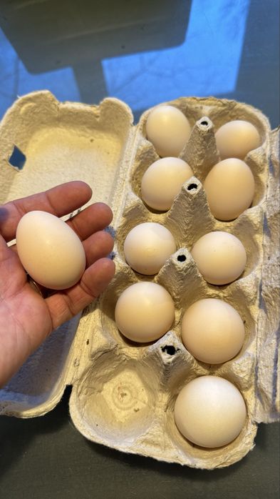 Oua de incubat Gaini pitice / liliput