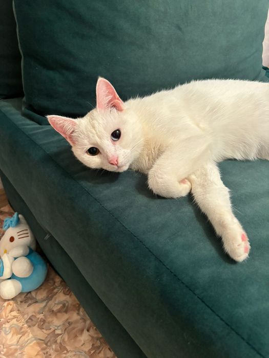 Отдам в добрые руки