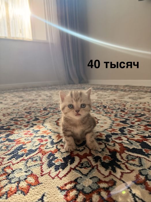 Продам пордистых котят
