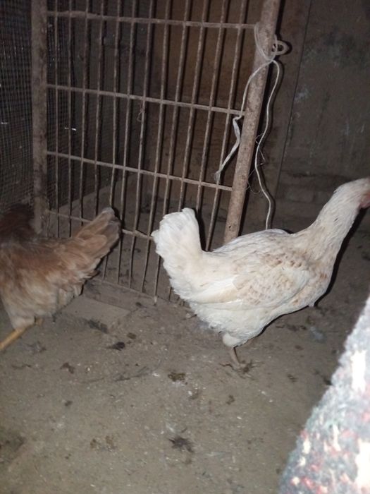 Уй товуклар сотилади нархи 100.000 сум килиштирип берамиз