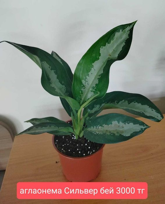 Продам комнатные растения