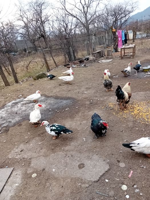 Rațe  si rățoi de vânzare