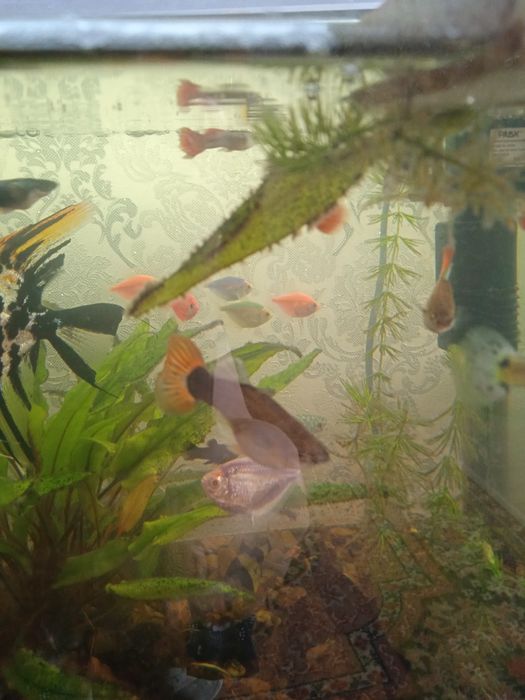 Аквариумные рыбки