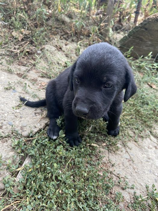 Dau spre adoptie