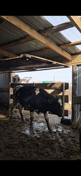 Быки Голштины. Симентал