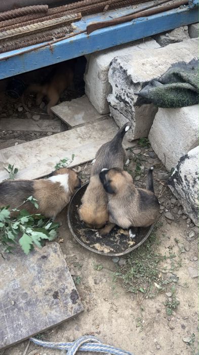 Ищут дом очаровательные щенки