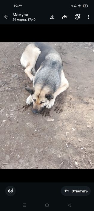 Продам щенков ВЕО