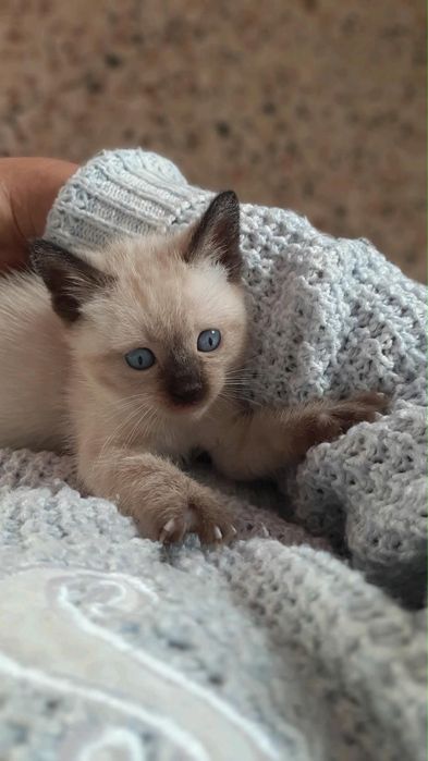 Birmanez jucauss