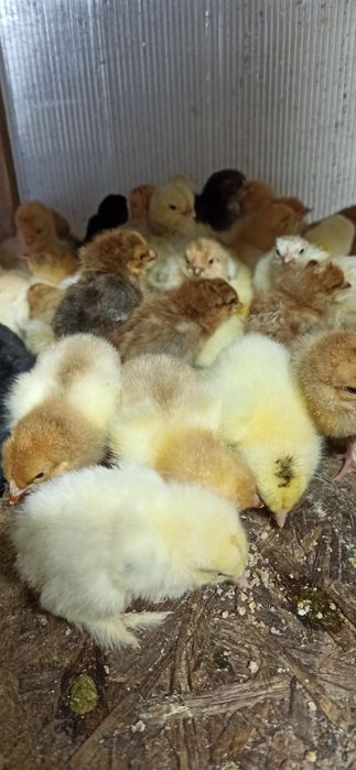 Цыплята домашние