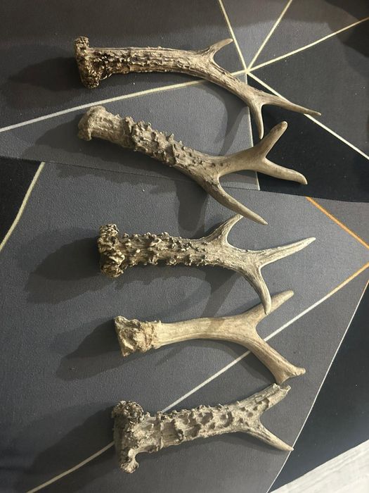 Coarne de cerb 30 cm