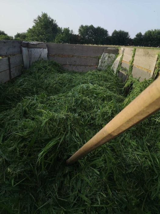 Sorg si iarba de sudan hibrid, soluri sarace/seceta, cultura secundara