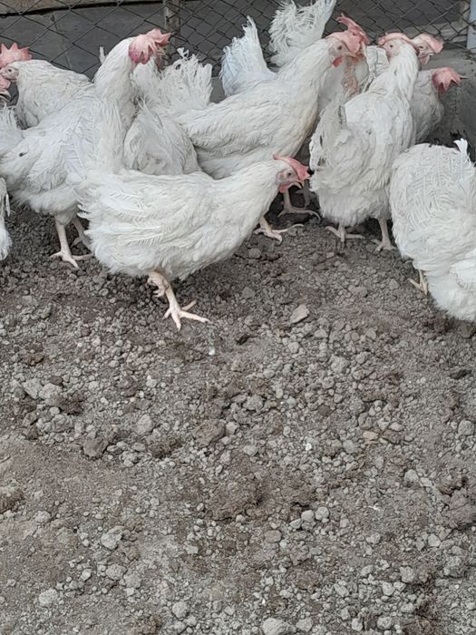 Продам курей несушки молодые