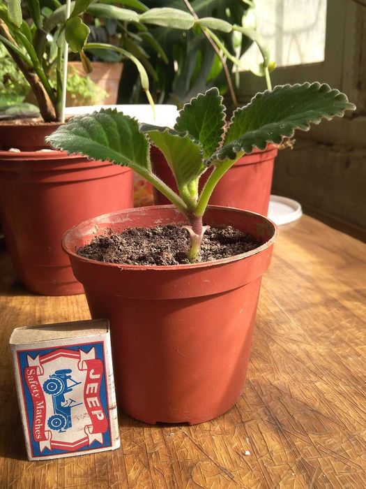 Зацветающий цветок Глаксинии, 1,5г. фиолетового от-ка. Комнатные цветы