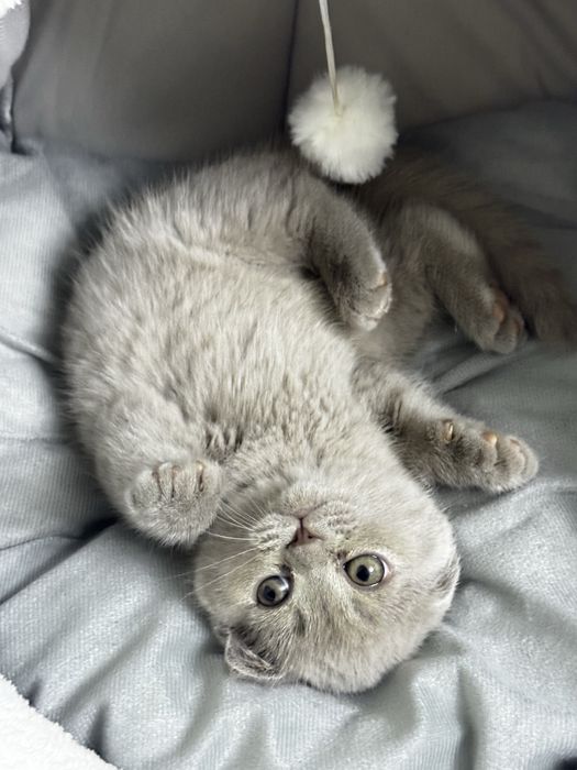 Ищу кошку для вязки с котом