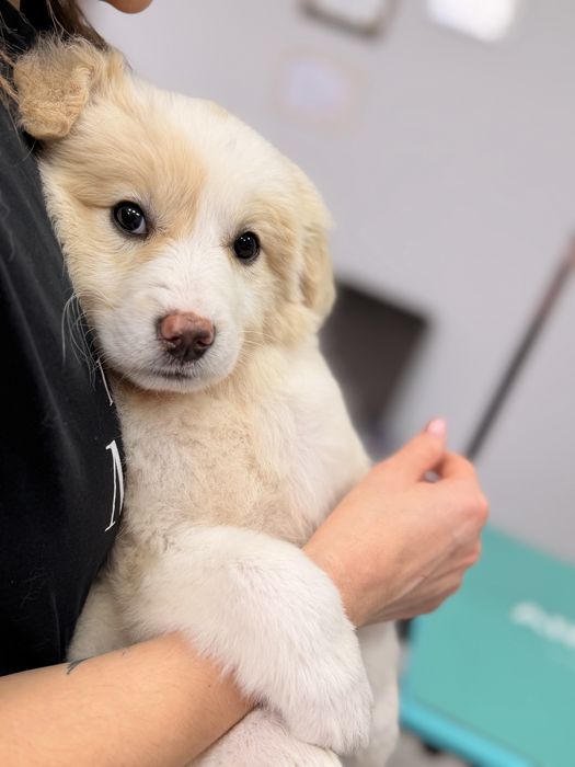 3 женски кученца търсят домове