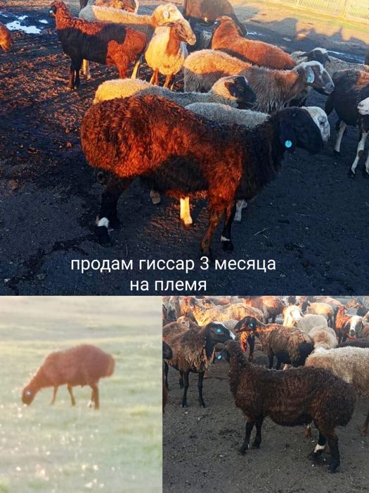 Продам кошкара гиссара