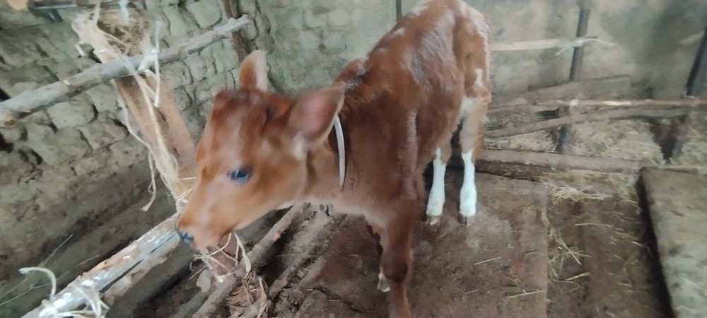 Sigir sotiladi Ona bola