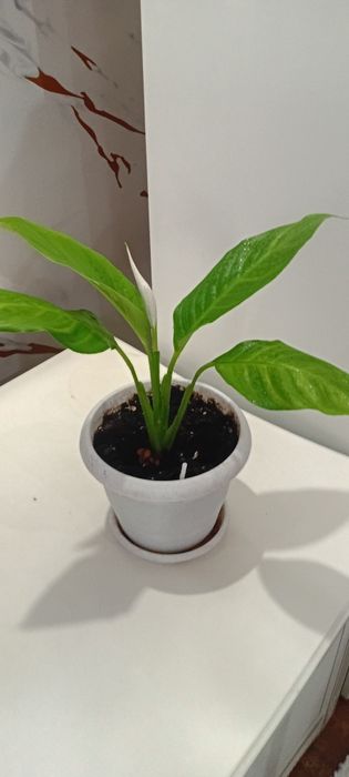 Комнатные цветы недорого