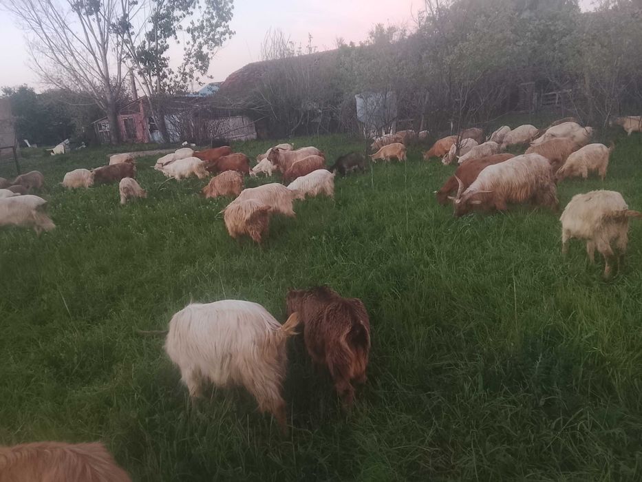 Capre tinere și bune de lapte cu acte